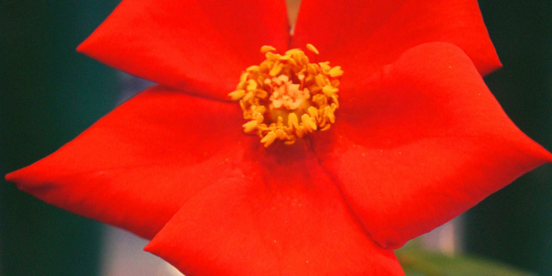 Macarthur and Sydney Regionals Spring Rose Show 