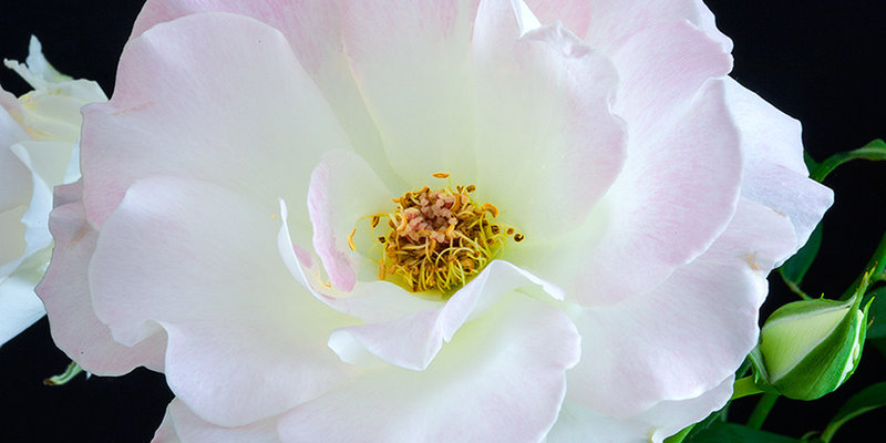 Macarthur and Sydney Regionals Spring Rose Show 