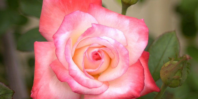  Southern Sydney Regional Rose Show