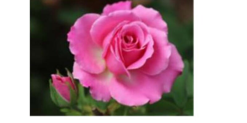 Southern Highlands Regional Society -In-House Rose Show (Only for SHRS members)