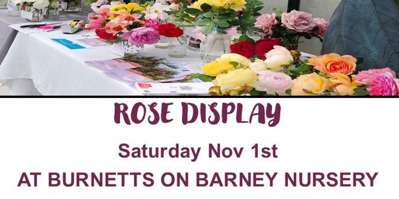 Illawarra Regional Rose Society - Rosy Day Rose Display 